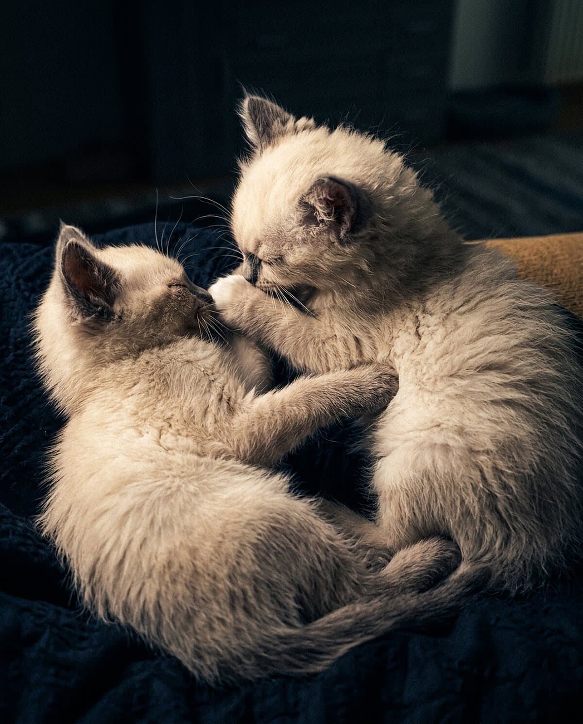 Zwei cremeweisse Kitten mit lilagrauen Points putzen sich gegenseitig