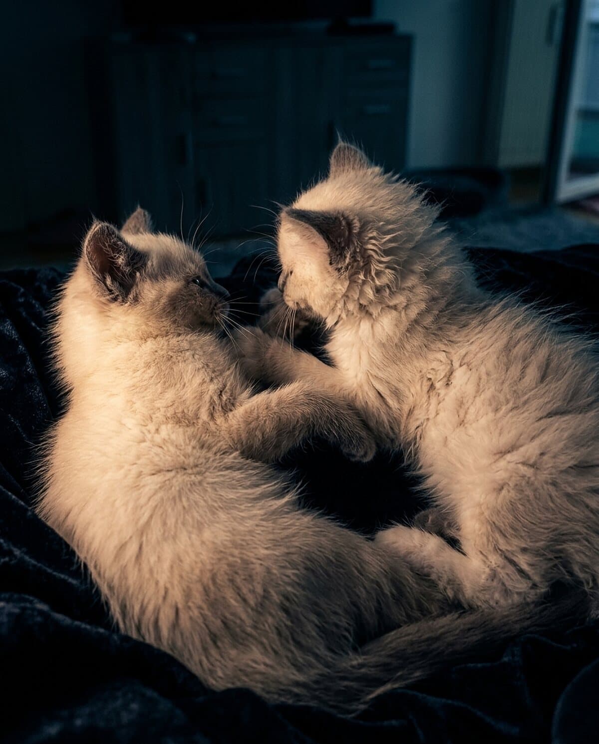 Zwei cremeweisse Kitten liegen eng aneinander gekuschelt