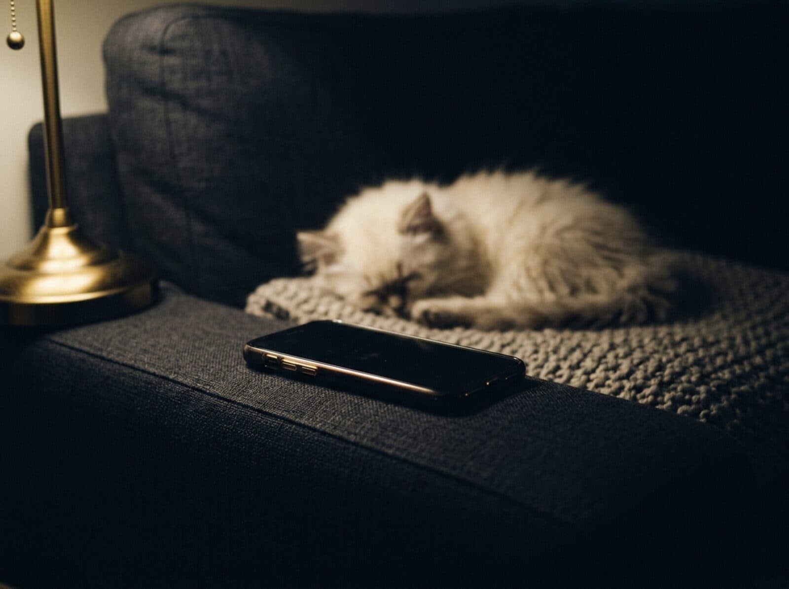 Handy auf der Armlehne eines dunklen Sofas, dahinter schläft ein cremefarbenes Kitten auf einer Strickdecke