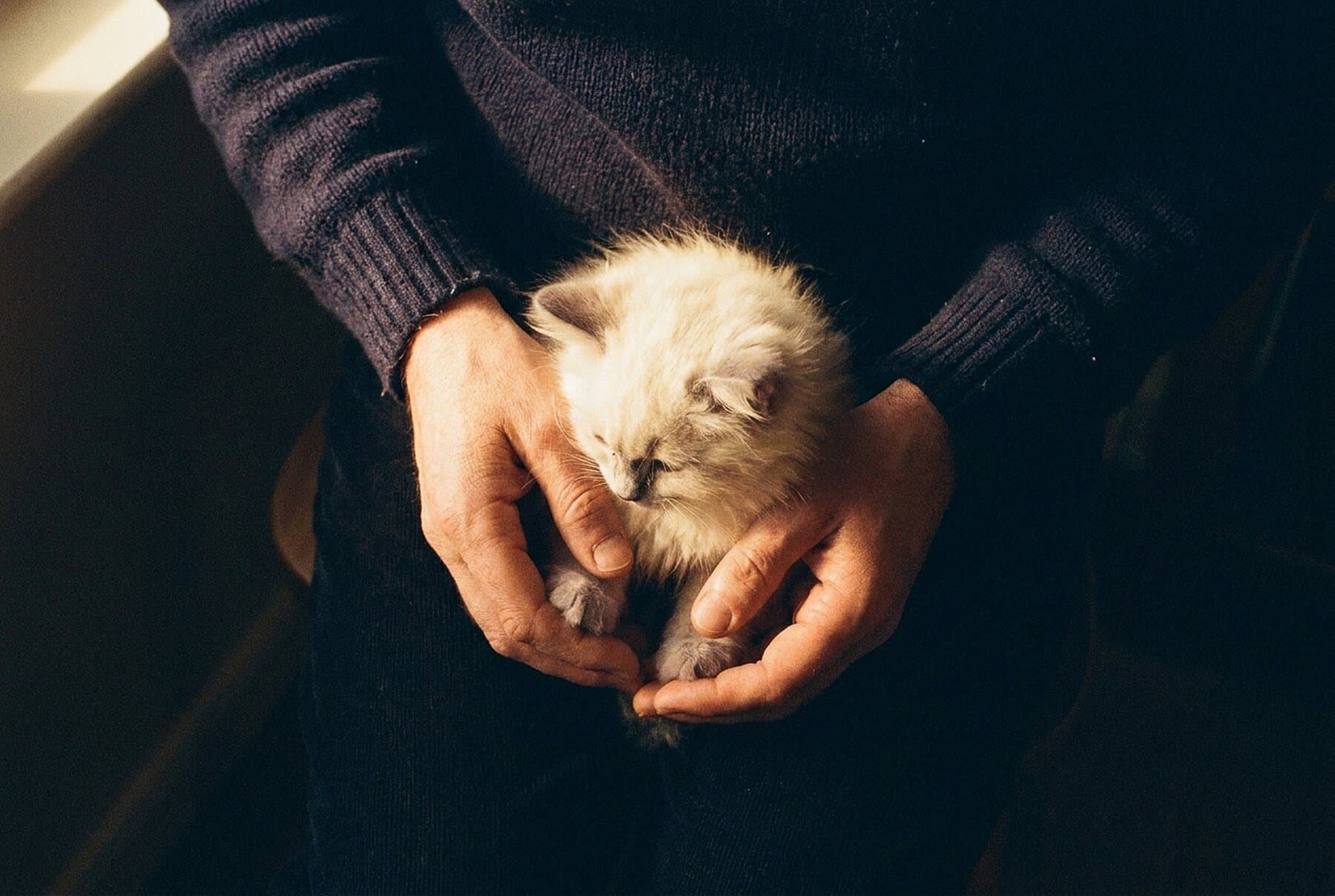 Zwei Hände halten behutsam ein winziges cremefarbenes Kitten vor einem dunklen Pullover